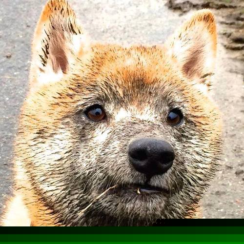 美队仰泳表现稳定 稳居前三,美队on your left