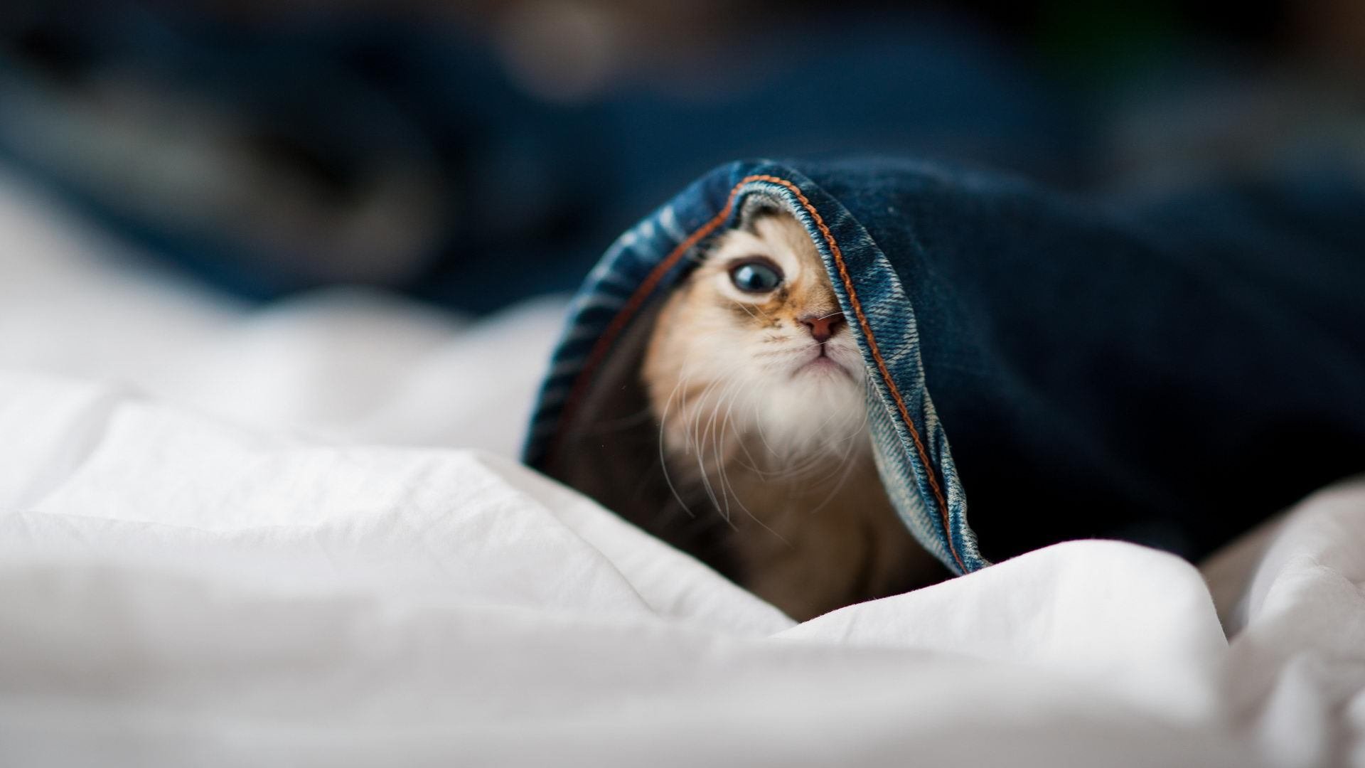 关键技术数据解析选手表现，关键技术分析怎么写